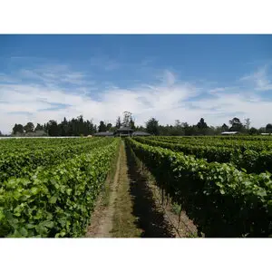 Tresillian Fine Wines And Accomodation - Christchurch, Mid Canterbury, New Zealand