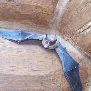 Exclusive Bat Proofing - Raymond, MN, USA