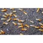 247 Termite Inspection Melbourne - Melbourne, VIC, Australia