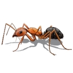 Ants Control Brisbane - Brisbane, QLD, Australia