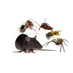 Commercial Pest Control Canberra - Canberra, ACT, Australia