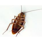 Cockroach Control Perth - Perth, WA, Australia