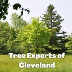 Tree Service Cleveland
