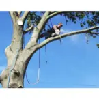 New Fairfield Tree Service - New Fairfield, CT, USA