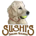 Sushi\'s English Goldens - Goshen, IN, USA
