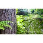 Tree Service Pros Removals - Demopolis, AL, USA