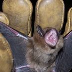 Bat Busters Wildlife - Redding, CT, USA