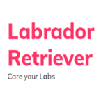 Labrador retriever care and reviews - --New York, NY, USA