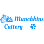munchkin kitten for sale - Duluth, MN, USA