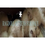 Ragdoll kitten for sale - Maple Plain, MN, USA