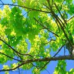 Stockport Tree Surgeon - Stockport, Greater Manchester, United Kingdom