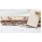 Rock Hole Termite Removal Experts - Millsboro, DE, USA