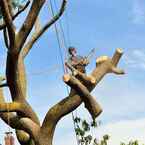 Wigan Tree Services - Wigan, Greater Manchester, United Kingdom