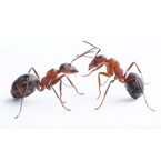 Ants Control Melbourne - Melborune, VIC, Australia