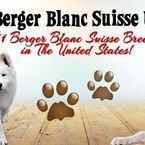 Berger Blanc Suisse White Swiss Shepherd - Crawfordville, FL, USA