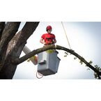 Harbor City Tree Removal Solutions - Melbourne, FL, USA