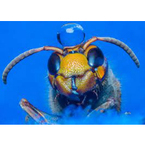 Buzzoff wasp - Kendal, Cumbria, United Kingdom
