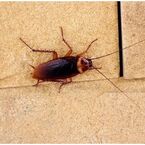Cockroach Control Melbourne - Melborune, VIC, Australia