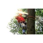 Greenville Tree Services - Greenville, NC, USA