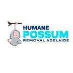 Humane Possum Removal Adelaide - Adealide, SA, Australia