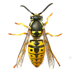 Key West Wasp Exterminator - Leeds, West Yorkshire, United Kingdom