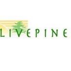 Live Pine