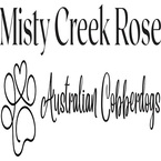 Misty Creek Rose Australian Cobberdogs - Murwillumbah, NSW, Australia