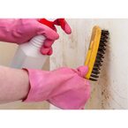 Indianapolis Mold Removal - Indianapolis, IN, USA
