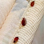 NJ Pest Control - Affordable Bed Bug Removal - North Arlington, NJ, USA