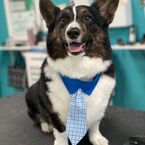 Pets Place Grooming - Port St. Lucie, FL, USA