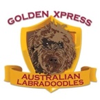 Golden Xpress Labradoodles - Mulino, OR, USA