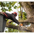 Lock City Tree Removal Solutions - Stamford, CT, USA