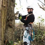 Tree Service Stamford - Stamford, CT, USA