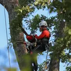 Tree Service of Rome - Rome, GA, USA