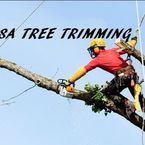 Tulsa Tree Trimming Services - Broken Arrow, OK, USA