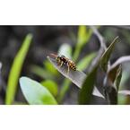 Frontline Wasp Control Adelaide - Adelaide, SA, Australia