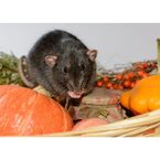 Sun City Wildlife Experts - El Paso, TX, USA