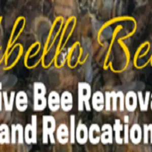 Abello Bees - Scottsdale, AZ, USA