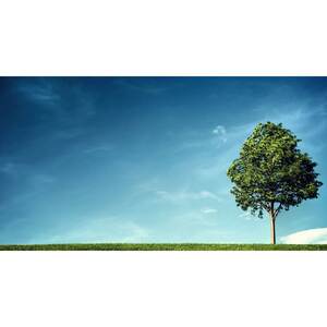 Tree Services Stumps Grinding - Aurora, IL, USA
