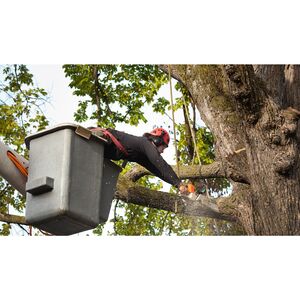 Cherry City Tree Removal Solutions - Salem, OR, USA
