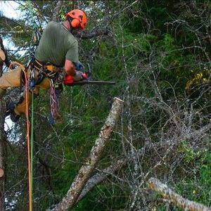 Grace Tree Service West Chester - West Chester Township, OH, USA