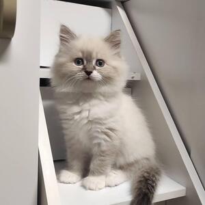 ragdoll kitten for sale - Rugby, ND, USA