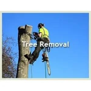 Aesthetic Tree Service - Wichita, KS, USA