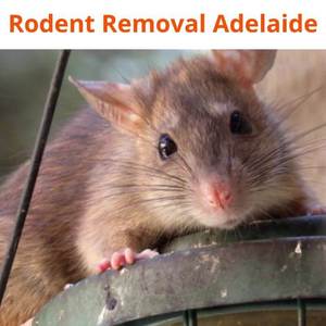 Rodent Control Adelaide - Adelaide, SA, Australia