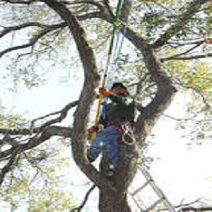 Santa Ana Tree Service Experts - Santa Ana, CA, USA
