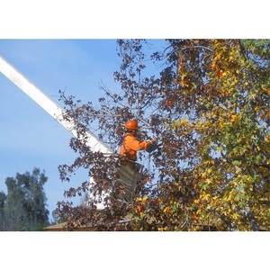 The Whaling City Tree Service - New London, CT, USA
