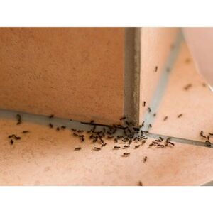 Ants Control Adelaide - Adelaide, SA, Australia