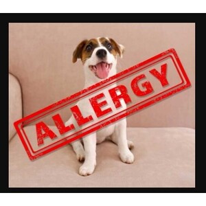 Allergy To Dogs - Marco Island, FL, USA
