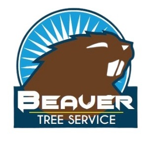 Beaver Tree Services Wellington - Lower Hutt, Wellington, New Zealand
