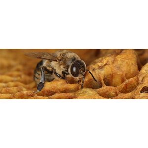 Bees and Wasp Control Brisbane - Brisbane, QLD, Australia